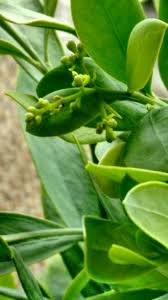 Image result for Osyris compressa