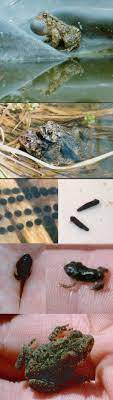 Great Sign Of Healthy Pond Life Toads Appear Tadpoles Eat Algae Backyard Animals Pond Life Pond