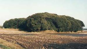 「内裏塚古墳」の画像検索結果