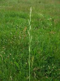 Image result for Lolium multiflorum