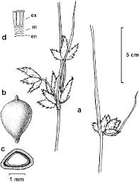 Image result for Bolboschoenus glaucus