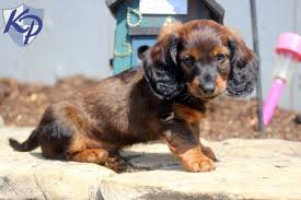 Dogs For Sale In Erie Pa Dogs On Oodle Marketplace Dogs Dogs For Sale Dogs And Puppies