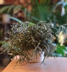 Image result for Rhipsalis