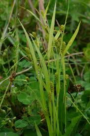 Image result for Carex sp.no.1