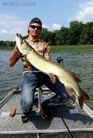 Maybe you would like to learn more about one of these? Muskie Fishing