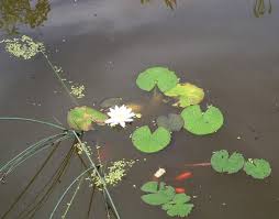 Von 9.30 uhr bis 18 uhr 7/7 feiertage inklusiv bis 1. Seerose Bluht Nicht Teichbau Wassergarten Green24 Pflanzen Garten Forum