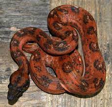 Orange Tail Hypo Leopard Boa Reptiles Boa Constrictor Snake