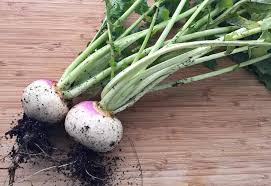 Image result for turnip