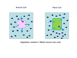 If animal and plant cells are kept in a hypotonic solution then endosmosis will endosmosis is a process in which the water molecules move from outside of the cell of lower solute concentration to the inside of the cell of. Osmosis What Is It