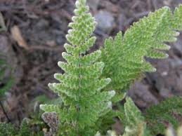 Image result for Cheilanthes involuta