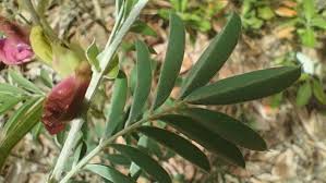 Image result for Tephrosia interrupta