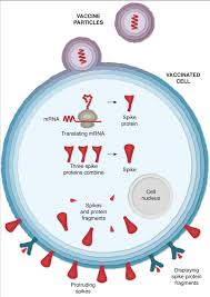 Under normal circumstances, the liver. Explained A Visual Guide To How The Pfizer Covid 19 Vaccine Works