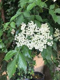 Die heilkraft des holunder stärkt die gesundheit und das immunsystem. Holunder Die Blute Im Fruhjahr Sambucus Nigra Mein Wildkrautergluck Carola Reischl