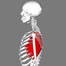 So, how do we correct improper scapular resting position? How To Fix Scapular Winging Tony Gentilcore
