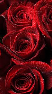 Red rose wallpapers and stock photos. Beautiful Roses Wallpapers Top Free Beautiful Roses Backgrounds Wallpaperaccess