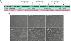 But still, it was not for this that she and all the other animals had hoped and toiled.? Organoid Culture Protocols And Methods Springer Nature Experiments