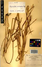 Image result for Elymandra