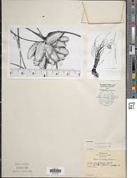 Image result for Rhabdophyllum arnoldianum