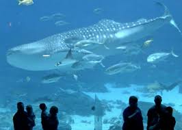 See the best & latest saltwater fish online free shipping on iscoupon.com. Georgia Aquarium Visit Today Georgia Aquarium In Downtown Atlanta