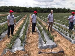 Ia mendapat pahala (dari kebajikan) yang diusahakannya dan ia. Lembaga Perindustrian Nanas Malaysia Negeri Kedah Perlis Beitrage Facebook