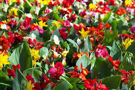Maybe you would like to learn more about one of these? 15 Best Late Summer Flowering Bulbs Gardener S Path