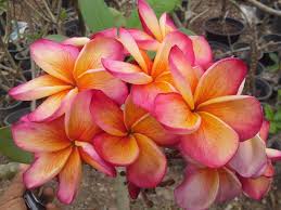 Desert Sunrise Plumeria Plumeria Flowers Frangipani Hawaiian Flowers