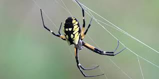 Learn how to identify, treat, and prevent spider mites on your container plants. Yellow Garden Spider National Wildlife Federation