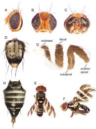 Image result for Rhagoletis completa