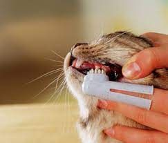 5 خطوات لتجنب مشاكل أسنان القطط دليل العيادات البيطرية دكتور بيطري بين يديك