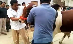 Record and instantly share video messages from your browser. Beautiful Cow Qurbani On Eid Ul Azha 2015 Hd Must Watch Video Dailymotion
