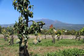 An obstacle, but it's so worth it. World Economic Forum On Twitter When Life Gives You Lemons Sicily S Farmers Go Tropical As Climate Warms Https T Co B8ylu8hogq