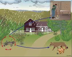 Hantavirus pulmonary syndrome (hps) is a serious respiratory disease transmitted by infected rodents through urine, droppings or saliva. Ecology Hantavirus Dhcpp Cdc