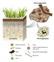 (note see our article on brewing compost tea) soil building: Worm Castings Best For Cannabis Growth Drcannabis