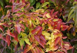 Forsythia Intermedia Has Great Fall Color Plant My Small Forsythia In Bed Where Japanese Maple Died So I Can See It From The Forsythia Bush Fall Colors Plants