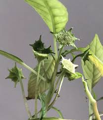 Image result for Dorstenia