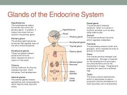 How To Support A Healthy Thyroid With Nutrition And Lifestyle Interventions The Well Essentials Endocrine System Endocrine Hormones Endocrine System Nursing