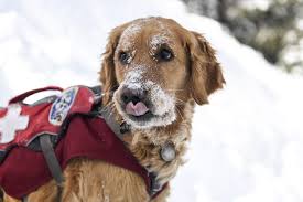 Here's the complete dog mom's guide on how to properly adopt and bring home a rescue dog. Colorado Avalanche Dogs A Day In The Life Of The Fluffiest Ski Patrollers