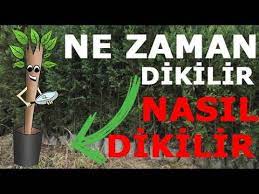 Meyve fidanları dikimden önce mutlaka dikim budamasına tabii tutulur. Tuplu Agac Fidanlari Ne Zaman Ve Nasil Dikilir Youtube