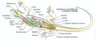 Pin By Jess French On Animal Anatomy Anatomy Pet Vet