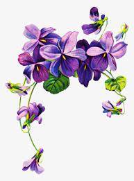 Photographed at the chelsea flower show 2018, london uk. African Violets Border Clip Art Purple Flower Border Png Png Image Transparent Png Free Download On Seekpng