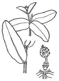 Image result for Euphorbia depauperata