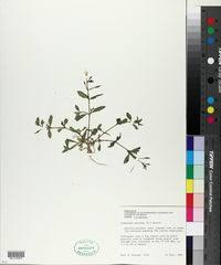 Image result for Crepidorhopalon parviflorus