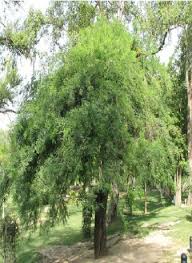 Image result for Acacia nilotica