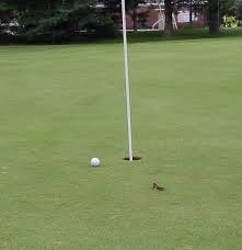 You can see how this situation plays out at practically every golf course. Why The Hell Don T Pitch Marks Ball Marks On Greens Get Fixed One Bearded Golfer
