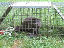 Wear thick rubber gloves so that you don't transfer your scent onto the trap. Groundhog Be Gone Wilton Ct Patch
