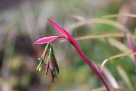 Image result for Billbergia