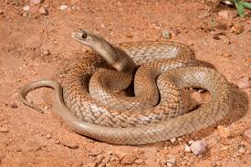 Black snakes (mulga or king brown), brown snakes (dugite, western brown), death adders, tiger snakes, taipans and sea snakes. Brown Snakes Em Pseudonaja Em Small Gunther 1858 Small School Of Biomedical Sciences
