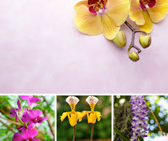Hawaiian flowers make a special gift. Hawaiian Flower Buying Guide From With Our Aloha