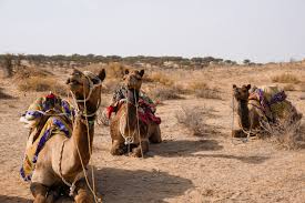 How much does a trip to machu picchu cost? 2 Weeks In Rajasthan India Ultimate Backpacking Itinerary Bucketlist Bri