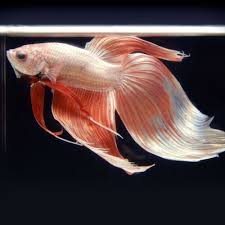 Everythingaboutbettafish Betta Fish Betta Fish